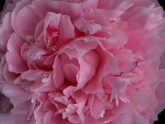 Flower In Light Pink Color Background Flowery
