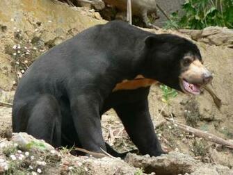 HD Desktop Wallpaper Black Bear Pictures