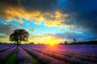 Banco De Im Genes Campos Lavanda Al Amanecer