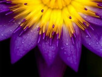 Flower Type Blackberry Bold Touch Wallpaper Category Flowers