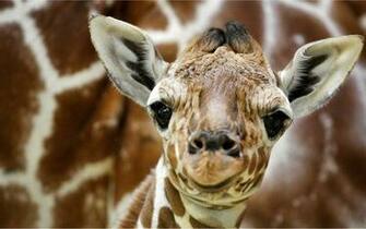 Webshots January Animal Desktop Wallpaper