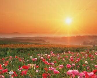 Field Of Flowers Wallpaper