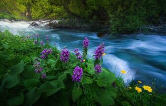 Wallpaper Trees Stream Kyrgyzstan Ciety Image For