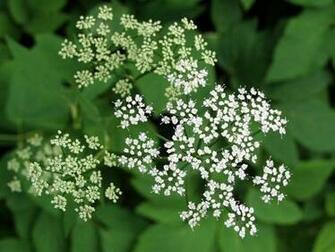 Sns Queen Anne S Lace