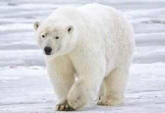 Polar Bear HD Wallpaper