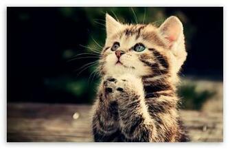 Funny Cat HD Wallpaper For Standard Fullscreen Uxga Xga Svga