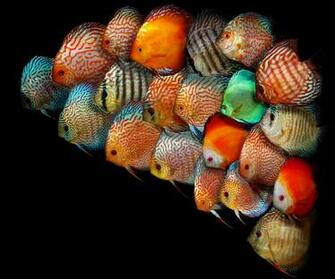 Discus Fish Wallpaper Epic Car