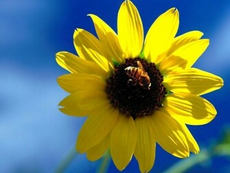 Rose Flowers Special Flower Wallpaper Sunflower Bee