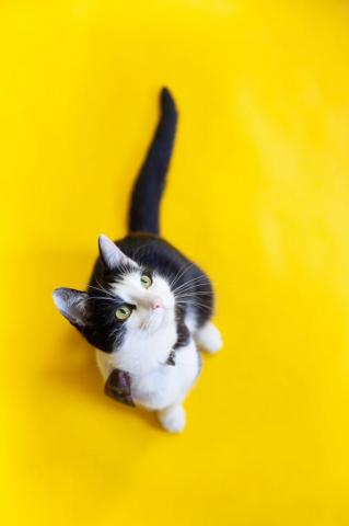 Aesthetic Cat Pictures Image
