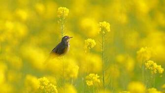 Animal Image HD Funny Wallpaper