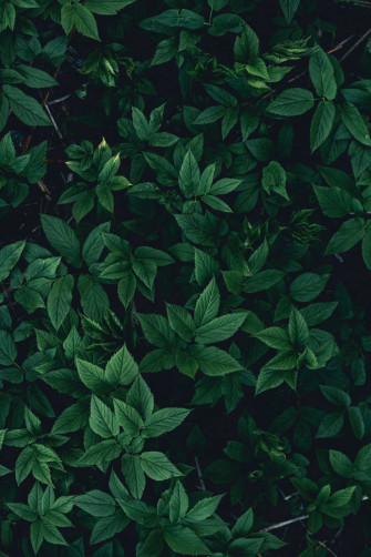 Green Leaves On A Black Wallpaper