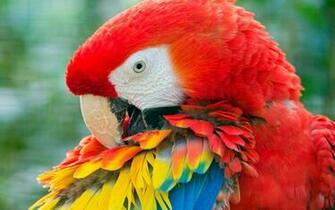 Red Macaw HD Wallpaper