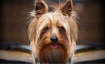 Yorkshire Terrier Wallpaper
