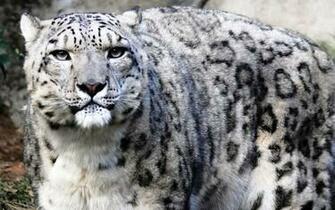 Snow Leopard Wallpaper Amaxing
