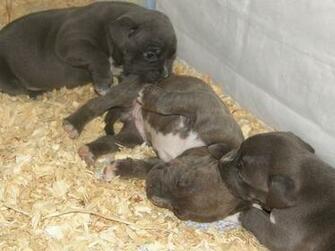 Perros Pitbull Cachorros Blue Nose Jpg Search Pictures Photos