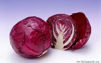 Cabbage Cate Wallpaper Windows Xp