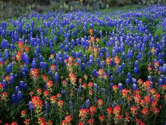 Bluebonnet Wallpaper Desktop