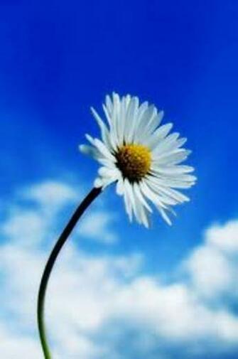 Wallpaper Natural Love Pictures Mobile