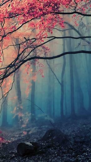 Red Flower Tree Forest Wallpaper iPhone