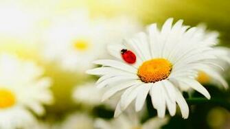 Daisy Flowers Wallpaper
