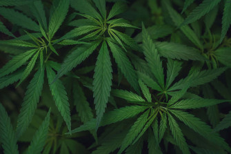 Marijuana Leaf Wallpaper For