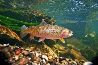 Nice Cutthroat Photo And Wallpaper Cute Pictures