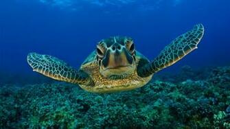 Turtle Desktop Pc And Mac Wallpaper