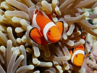 Clown Fish Wallpaper