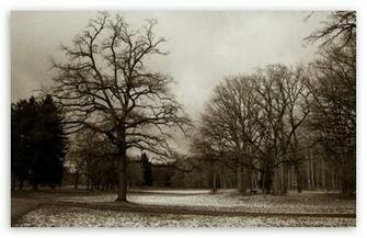 Winter Wonderland HD Wallpaper For Standard Fullscreen Uxga