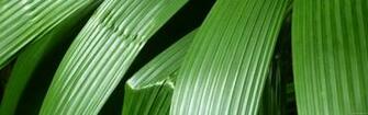 May Calendars June Flowers Plants Leaves Tropical Here