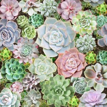 Haokhome Succulent Peel And Stick Floral Wallpaper Removable