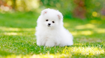Dog Wallpaper For Laptop