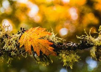 Awesome Changing Season Fall Leaf Amazingpict Wallpaper