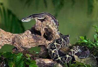 Rattlesnake Wallpaper Gallery Of