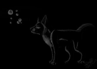 Black N White Wolf Wallpaper By Edizzle13