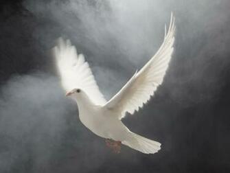 Dove Wallpaper White Desktop