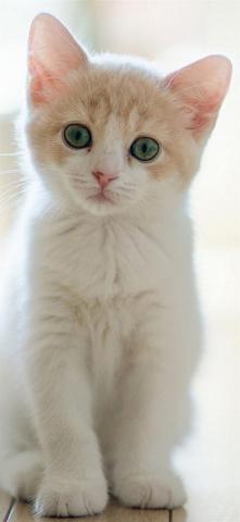 Cute Lovely Staring Kitten Cat iPhone Wallpaper