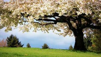 Money Grows On Trees Tharyn Taylor S
