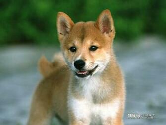 Shiba Inu Dogs Wallpaper