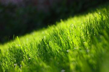Amazing Green Grass Wallpaper Sa