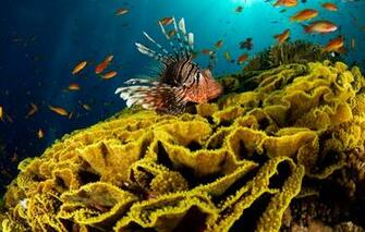 Wallpaper Sea Water The Ocean Corral Fish Lion Image For