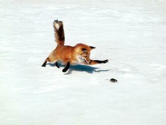 Foxes Image Red Fox HD Wallpaper And Background Photos