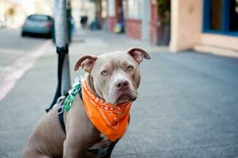File Rockridge Pitbull Jpg