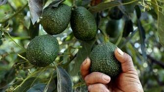 For National Avocado Day Win A Grove In Mexico Or 5k To Buy As