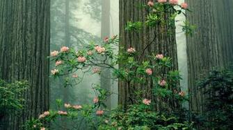 Sequoia National Park Wallpaper