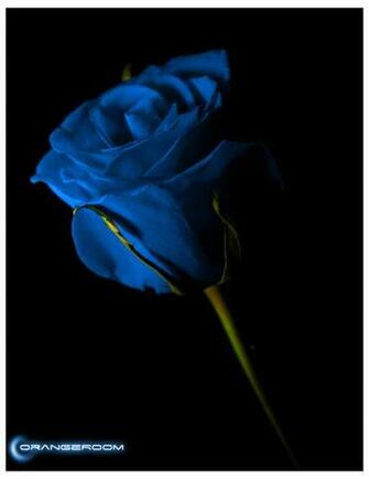 Flowers Pictures Wallpaper Red Roses