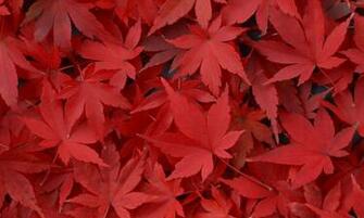 Maple Leaf Desktop Wallpaper HD Background Of Your