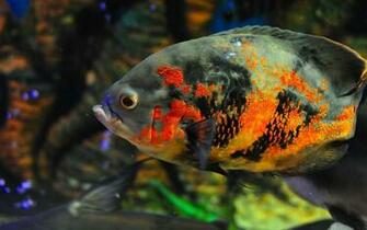 Normal Wallpaper Sea Nature Sealife Fish Ocean