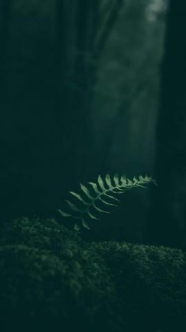 Pleasant Wallpaper