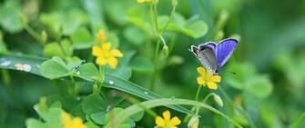 Borboletas Flores Grama Leve 4k HD Wallpaper